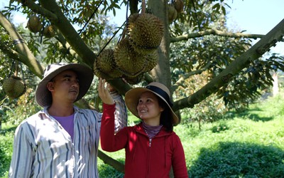 Lễ hội trái cây Khánh Sơn diễn ra 4 ngày với nhiều hoạt động thú vị