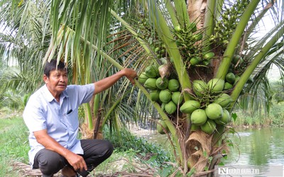 Lão nông tần tảo bắt đất trả vàng