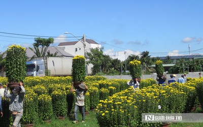 Khánh Hòa: Hoa cúc Tết Ninh Giang đắt hàng nhưng người trồng ít lãi