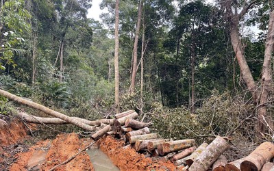 Khánh Hòa: Ngày 9/2, khám nghiệm hiện trường vụ phá rừng tại Ninh Ích