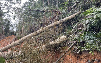 Khánh Hòa: Xử lý kiên quyết, đến bước cuối cùng vụ phá rừng ở Ninh Ích