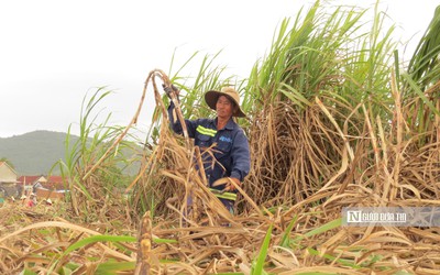 Khánh Hòa: Mía đạt sản lượng nhưng chi phí đầu tư tăng cao