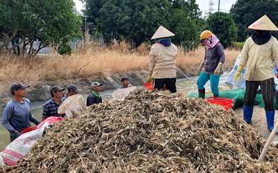 Khánh Hòa: Nông dân kém vui vì kiệu Tết rớt giá