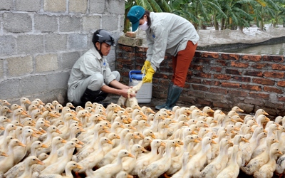 Bộ Y tế chỉ đạo phòng chống cúm gia cầm lây lan sang người