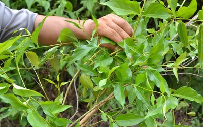 Điện Biên: Rủ nhau ăn lá ngón, 2 học sinh tử vong