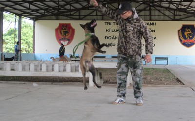 Tiết lộ bất ngờ về phí huấn luyện chó nghiệp vụ thành "tên lửa có răng"