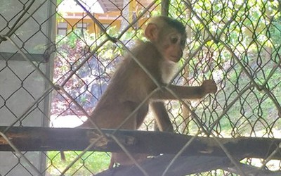 Hạt kiểm lâm TP.Huế tiếp nhận cá thể khỉ quý hiếm được người dân giải cứu