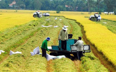 Đề nghị các ngân hàng hỗ trợ vốn giúp doanh nghiệp thu mua thóc gạo tại ĐBSCL