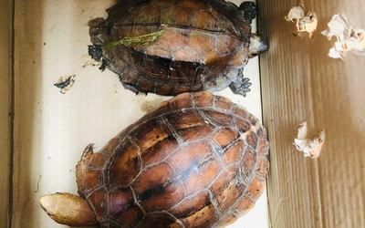 Quảng Trị: Khởi tố vụ mua bán 2 cá thể rùa quý hiếm