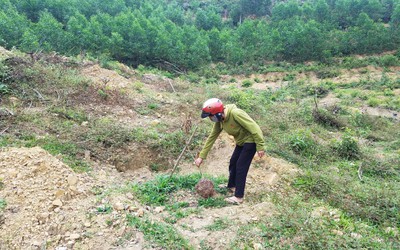 Vụ hàng chục cây bưởi của người dân bị kẻ gian bứng gốc: Lộ manh mối nghi phạm?