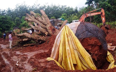 Gia Lai: Lãnh đạo huyện mâu thuẫn khi quyết định 'số phận' 2 cây trâm đỏ