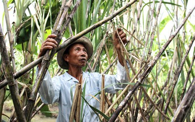 Nông dân trồng mía miền Tây “đỏ mắt” tìm nhân công và thương lái