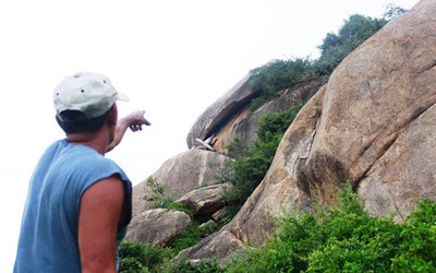 Ninh Thuận: Khỉ xuống núi phá hoa màu, tấn công phụ nữ, trẻ em