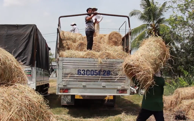 Nông dân thu tiền triệu nhờ thương lái đến tận ruộng mua rơm tươi