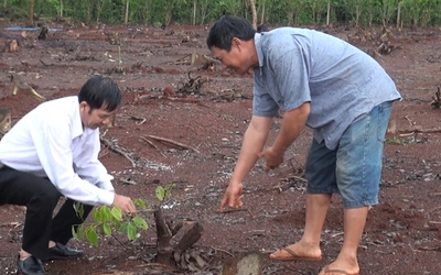 Bất thường trong việc thương lái thu mua rễ cây hồ tiêu làm thuốc