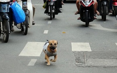 Vật nuôi gây tai nạn chết người, chủ sở hữu có thể bị truy cứu trách nhiệm hình sự