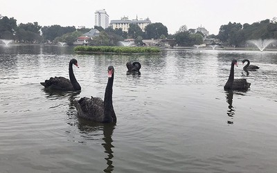 Thả thiên nga xuống Hồ Gươm là khuyết điểm của công ty thoát nước Hà Nội