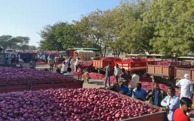 Quyết định mạnh tay của nhà xuất khẩu hành tây lớn nhất thế giới