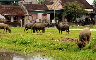 Thanh Hóa: Yêu cầu xử lý nghiêm vụ trâu, bò ăn cỏ trên đồng phải đóng phí