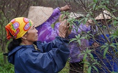 Người trồng đào phai ở vùng quê Hà Tĩnh tất bật vào vụ Tết