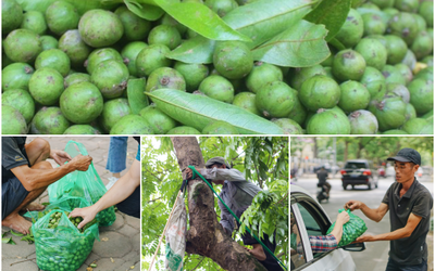 “Hái tiền” trên cây, thách thức tử thần