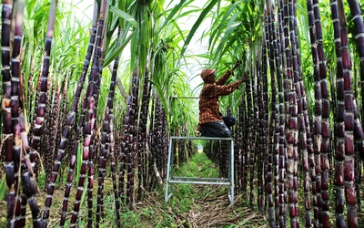 Yêu cầu điều tra đường mía Thái Lan có dấu hiệu lẩn tránh thuế