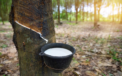 Cao su Tân Biên báo lãi gấp 2,5 lần trong quý đầu năm