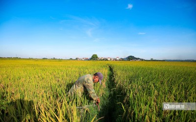 Học phí tăng, giá gạo leo thang đẩy CPI tháng 10 tăng 0,08%