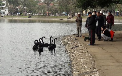 Doanh nghiệp không đòi lại đàn thiên nga đã tặng cho Hà Nội