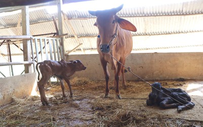 Kỳ lạ bò sinh đôi cách nhau 4 ngày tại tỉnh Tây Ninh