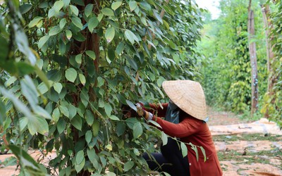 Bình Phước: Hồ tiêu lên giá, nông dân cẩn trọng khi trồng mới