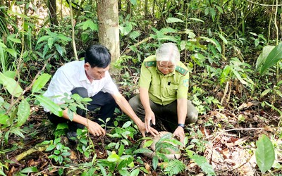 Bình Phước: Thả cá thể tê tê quý hiếm về rừng tự nhiên