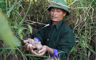 Hai vợ chồng hơn 5 năm “cưu mang” chim trời ở Hạc Hải