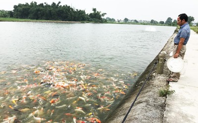 Lão nông bỏ chục tỷ đồng, 10 năm biến đất bãi chua mặn thành trang trại sinh thái hút khách