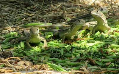 Về “thủ phủ” dông giữa miền cát trắng Ninh Thuận