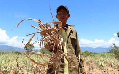 Đắng lòng "thủ phủ" mía Ninh Thuận