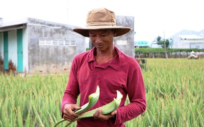 Nông dân Ninh Thuận được mùa nha đam