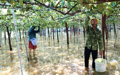 Nông dân Ninh Thuận bì bõm lội nước, thu hoạch trái cây để "bán đổ bán tháo"