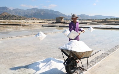 Chùm ảnh: Nông dân tỉnh Ninh Thuận chọn ngày đẹp ra đồng đầu năm