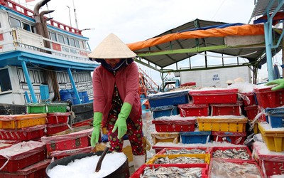 Chùm ảnh: Ninh Thuận trở lại nhịp sống thường ngày sau bão số 5