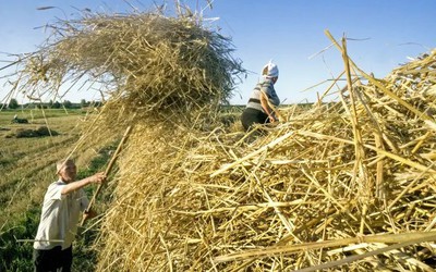 Giá lúa mì tăng cao, châu Phi tìm kiếm loại hàng thay thế