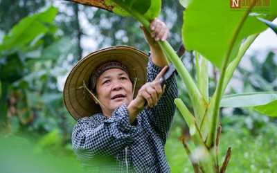 Người phụ nữ với ước mơ túi nilon sẽ được thay thế bằng lá chuối