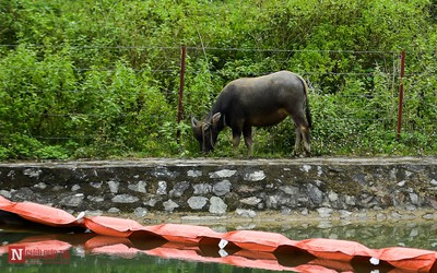 Chăn thả gia súc ở khu vực kênh dẫn nước nhà máy nước sạch sông Đà