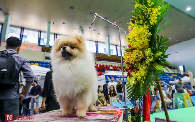 Hàng trăm “boss” được đưa đi thi tài tại Vietnam Championship Dog Show 2019