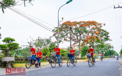 “Hoa học trò” nở rộ, đỏ rực phủ Thiên Trường