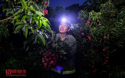 Bắc Giang: Trắng đêm thu hoạch vải thiều