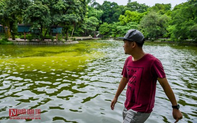 Hà Nội: Hồ nước công viên Bách Thảo bất ngờ “dát vàng” lạ mắt