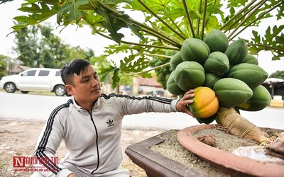 Đủ đủ bonsai chục triệu được săn lùng chơi Tết