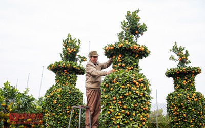 Ngắm vườn quýt lục bình “khổng lồ” giá hàng chục triệu đồng