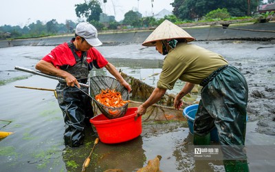 Cá chép đỏ cúng ông Công ông Táo ế, người dân buồn rầu tính phóng sinh